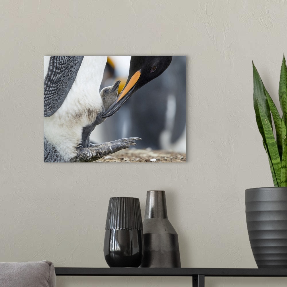 A modern room featuring King Penguin chick balancing on the feet of a parent, Falkland Islands.