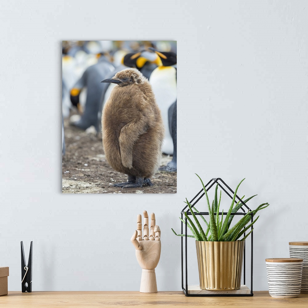 A bohemian room featuring King Penguin chick with brown plumage, Falkland Islands.