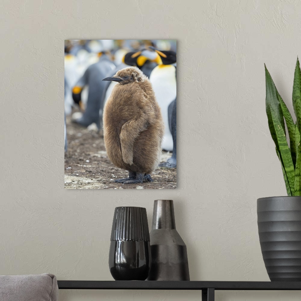 A modern room featuring King Penguin chick with brown plumage, Falkland Islands.