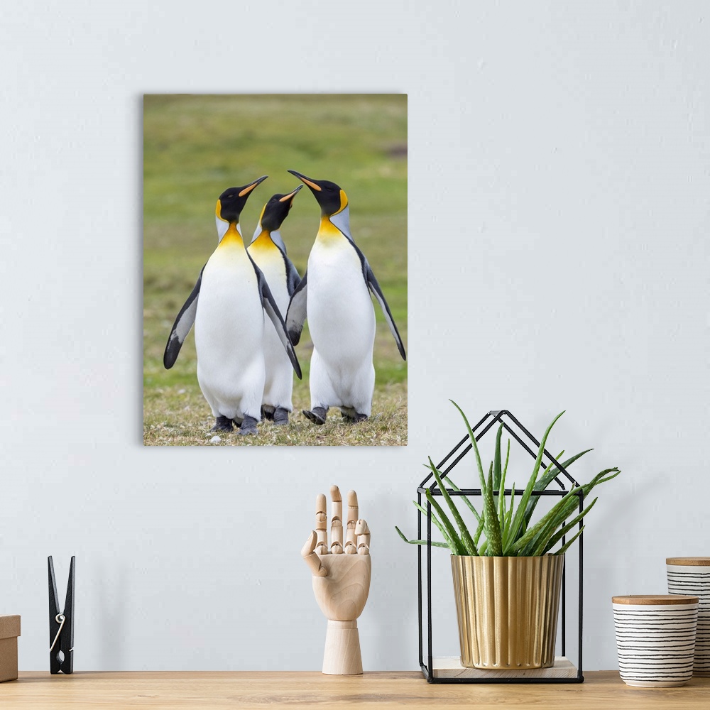 A bohemian room featuring King Penguin courtship display, Falkland Islands.