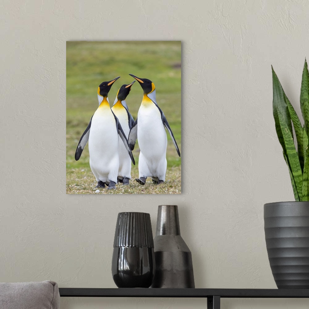 A modern room featuring King Penguin courtship display, Falkland Islands.