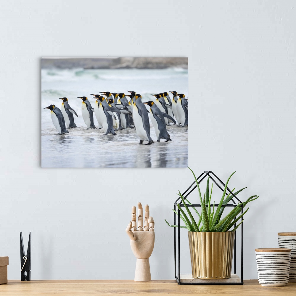 A bohemian room featuring King Penguin, Falkland Islands.