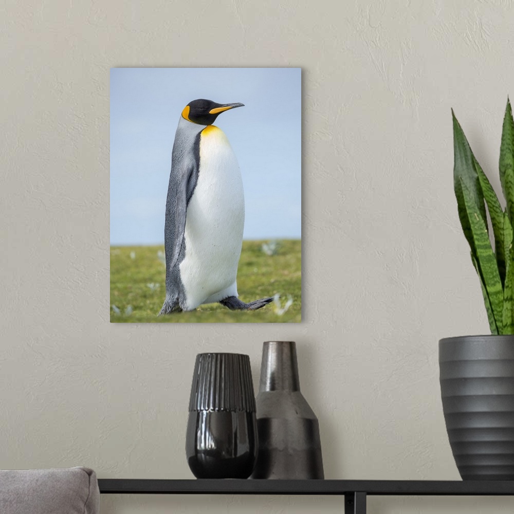 A modern room featuring King Penguin, Falkland Islands.