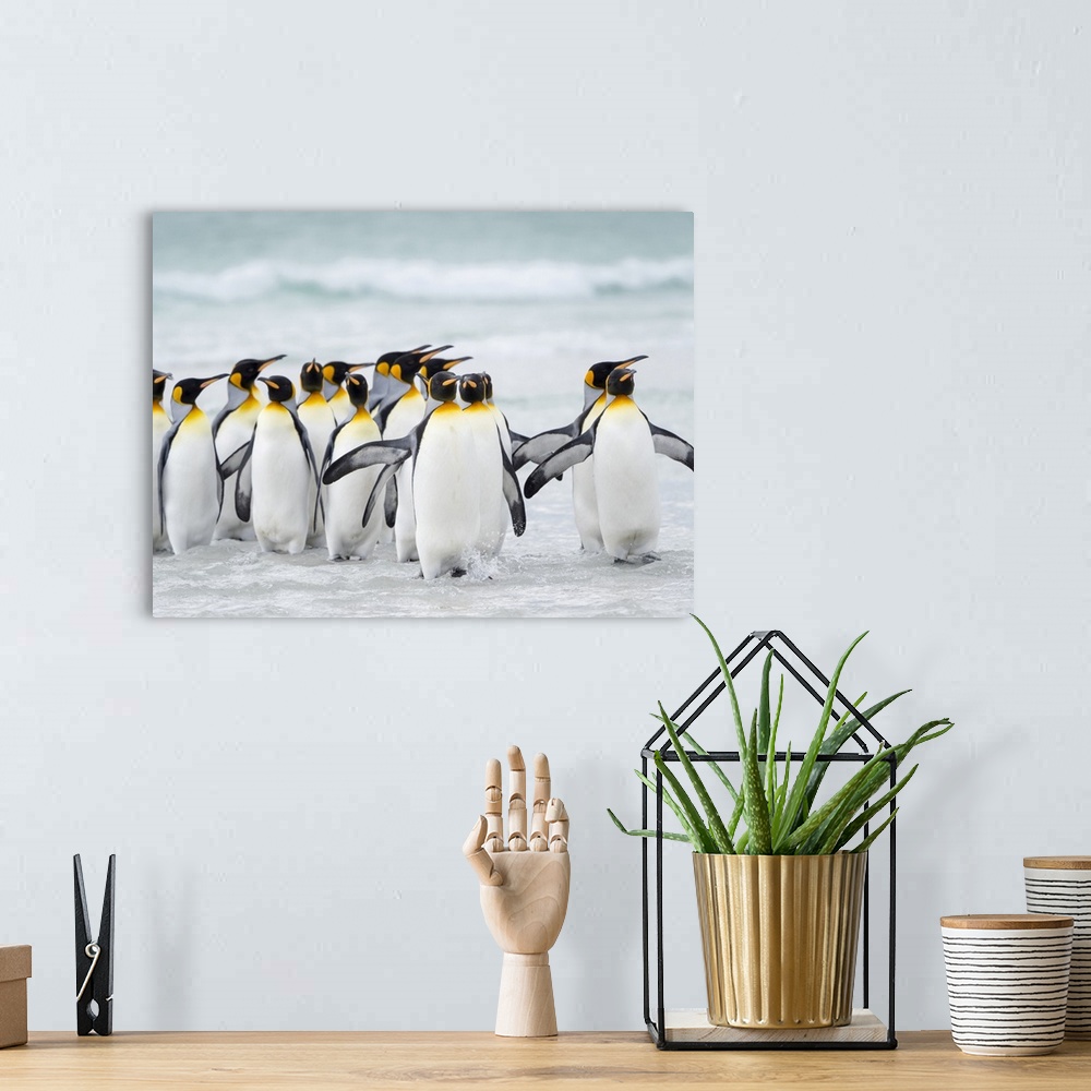 A bohemian room featuring King Penguin, Falkland Islands.