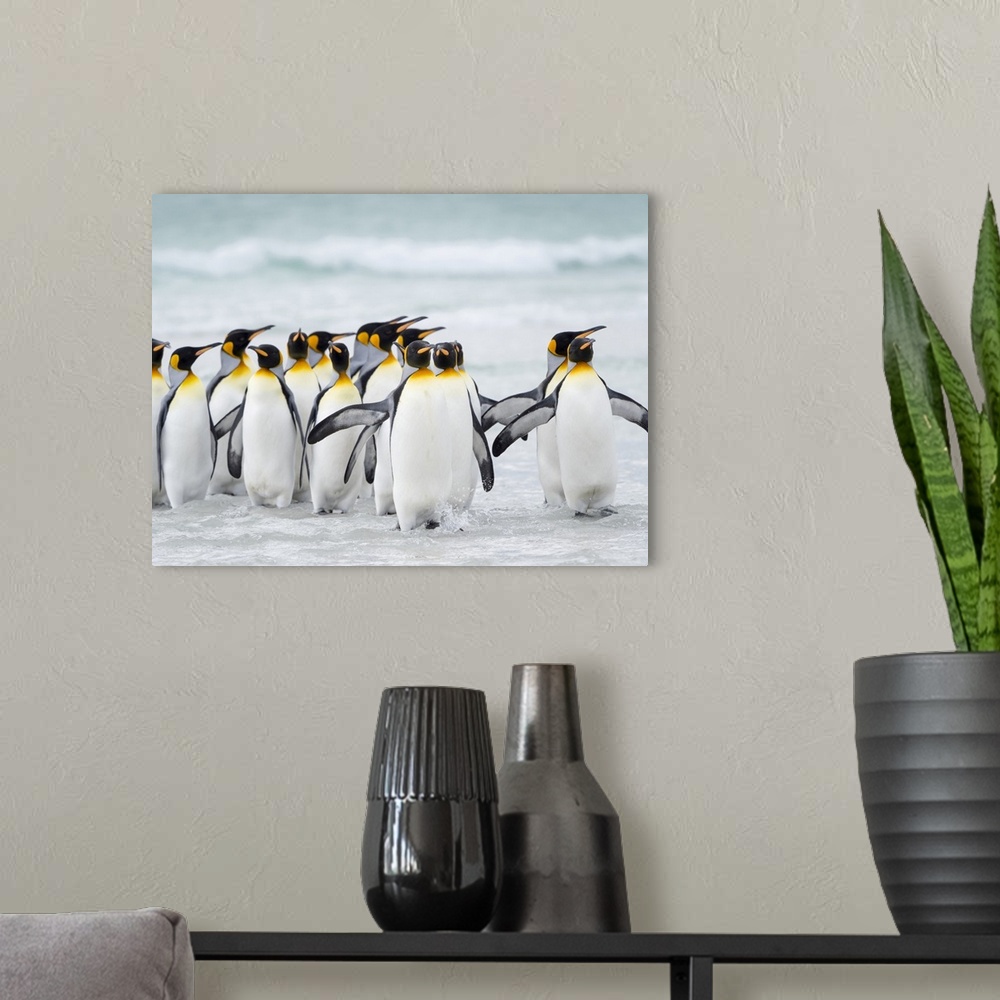 A modern room featuring King Penguin, Falkland Islands.