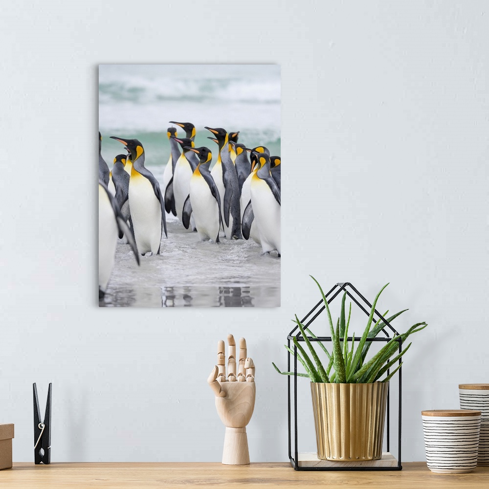A bohemian room featuring King Penguin on Falkland Islands.
