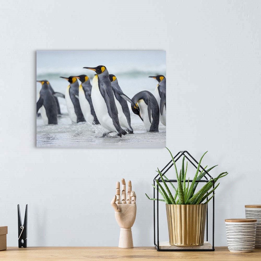 A bohemian room featuring King Penguin on Falkland Islands.