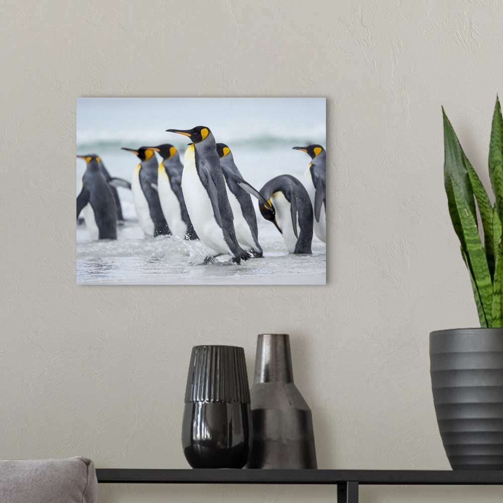 A modern room featuring King Penguin on Falkland Islands.