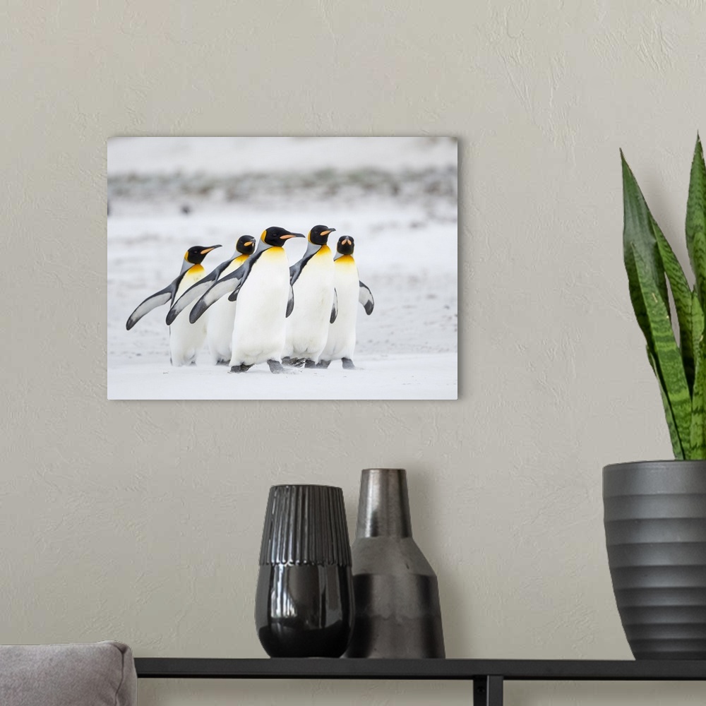 A modern room featuring King Penguin on Falkland Islands.