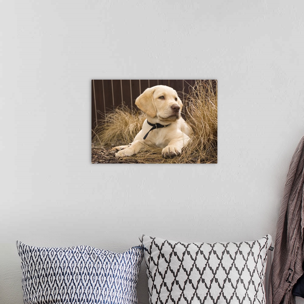 A bohemian room featuring A Labrador Retriever puppy.