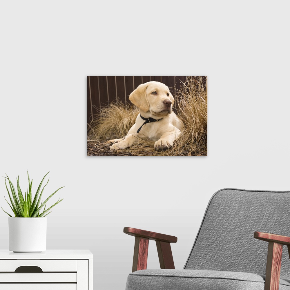 A modern room featuring A Labrador Retriever puppy.