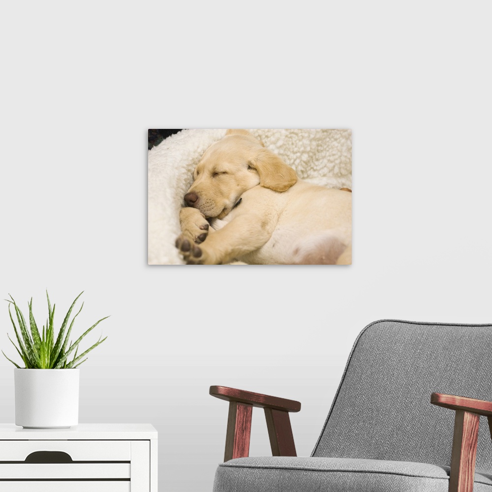 A modern room featuring USA, Oregon, Keizer, Labrador Retriever puppy sleeping in its bed.