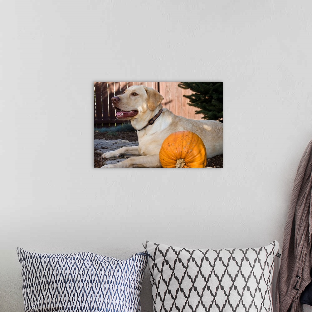 A bohemian room featuring Labrador Retriever with pumpkin