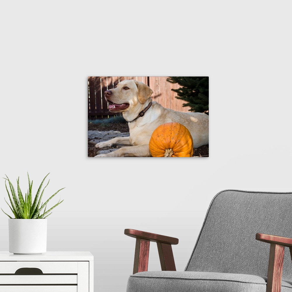A modern room featuring Labrador Retriever with pumpkin