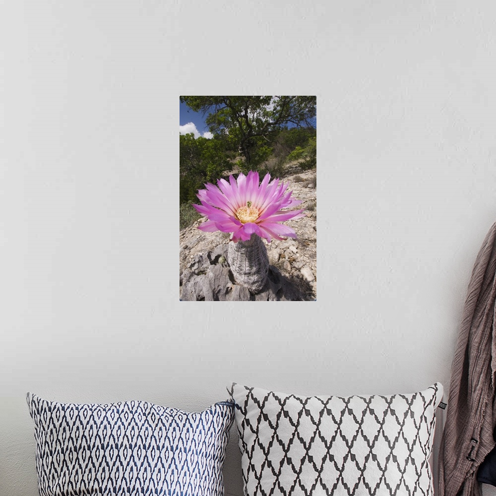 A bohemian room featuring Lace Cactus, Echinocereus reichenbachii, blooming, Uvalde County, Hill Country, Texas, USA, April...