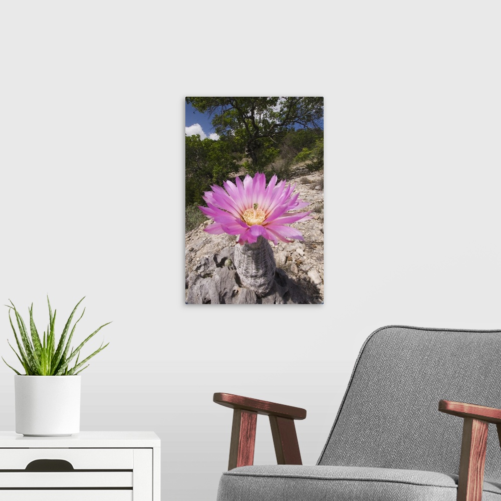 A modern room featuring Lace Cactus, Echinocereus reichenbachii, blooming, Uvalde County, Hill Country, Texas, USA, April...