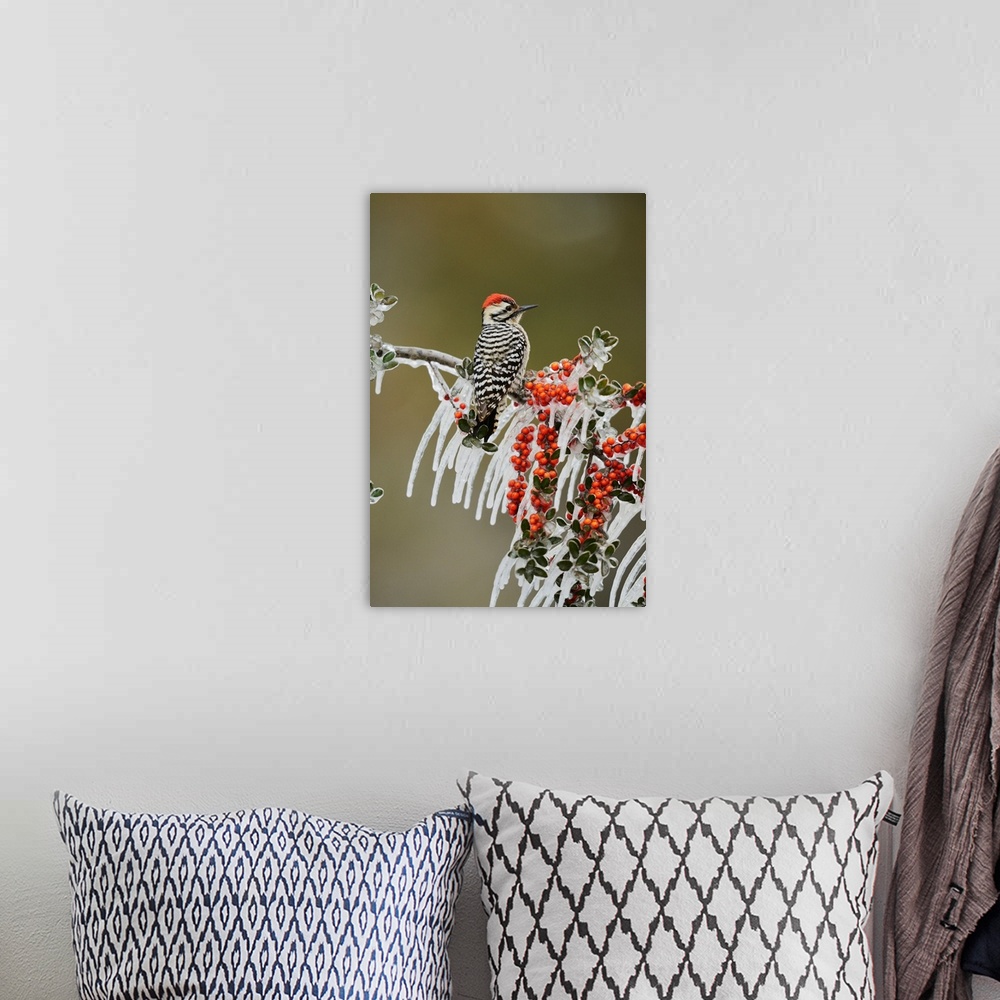 A bohemian room featuring Ladder-backed Woodpecker (Picoides scalaris), adult male prched on icy branch of Yaupon Holly (Il...