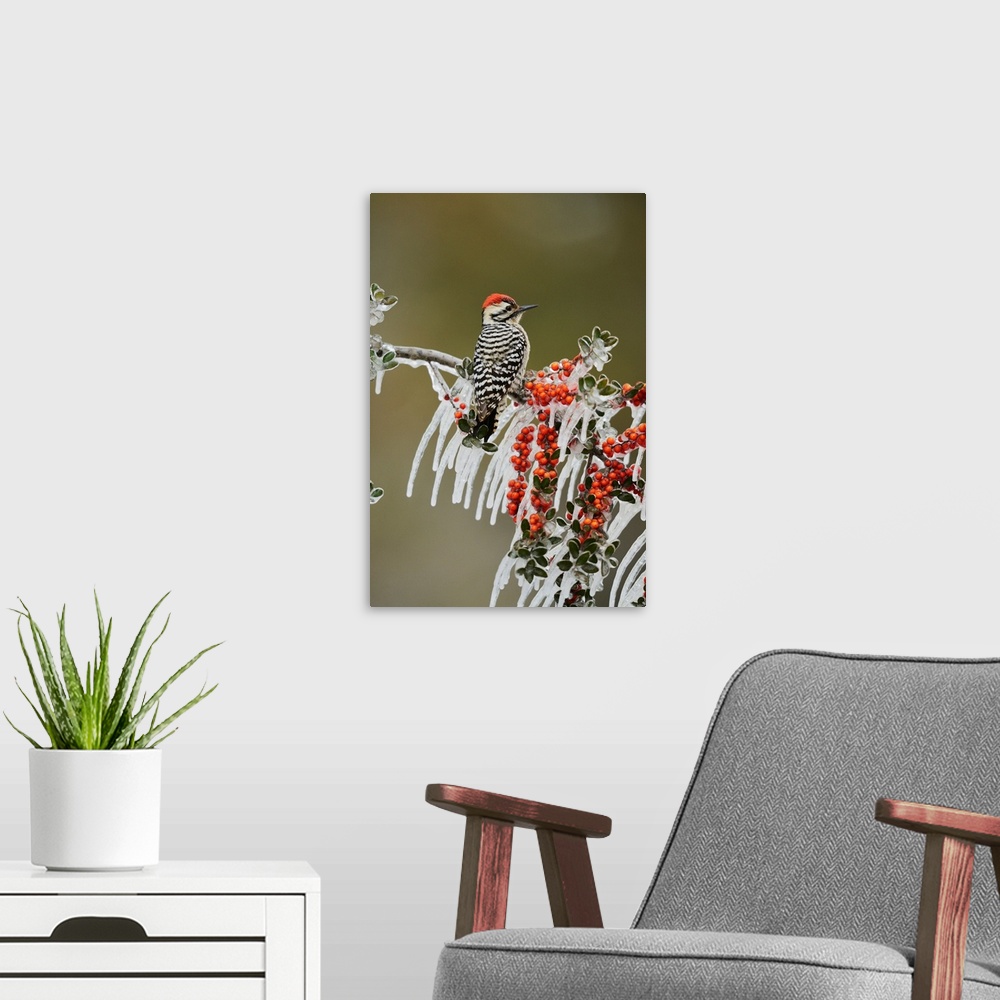 A modern room featuring Ladder-backed Woodpecker (Picoides scalaris), adult male prched on icy branch of Yaupon Holly (Il...
