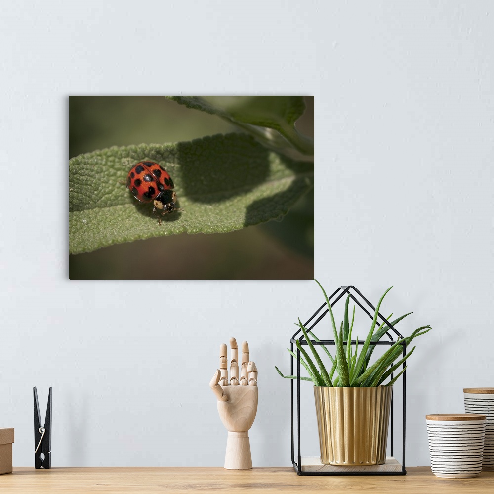 A bohemian room featuring Ladybird beetle (ladybug) on Cleveland sage, Los Angeles, California.
