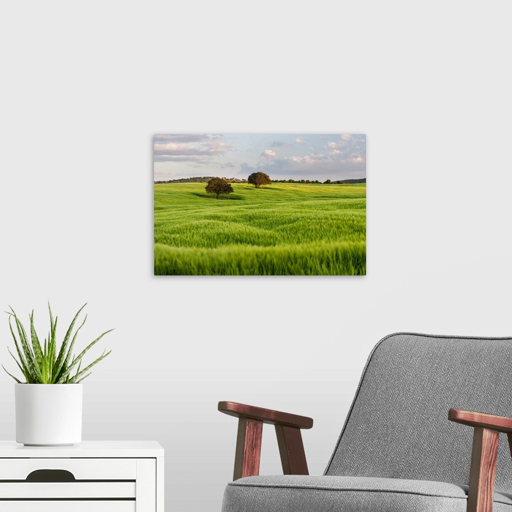 A modern room featuring Landscape with fields of grain near Mertola in the nature reserve Parque Natural do Vale do Guadi...