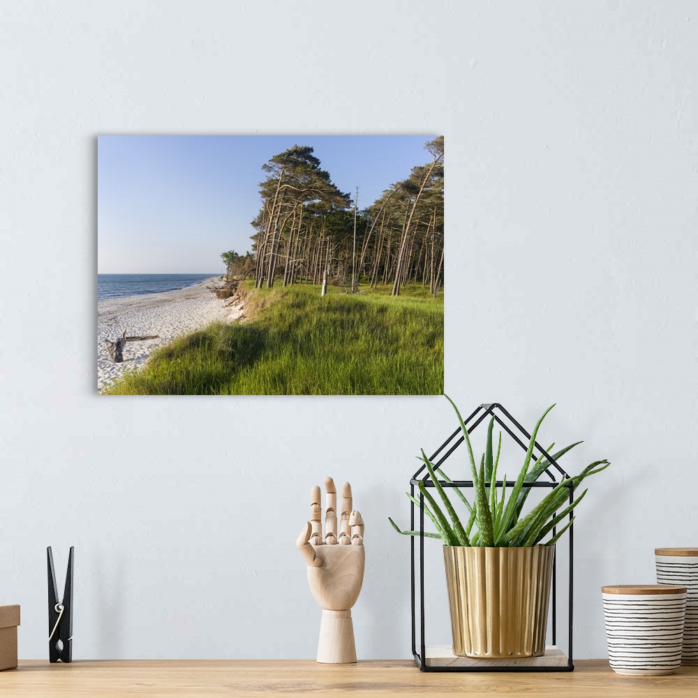A bohemian room featuring Coastal forest at the Weststrand (western beach) on the Darss Peninsula. Western Pomerania Lagoon...