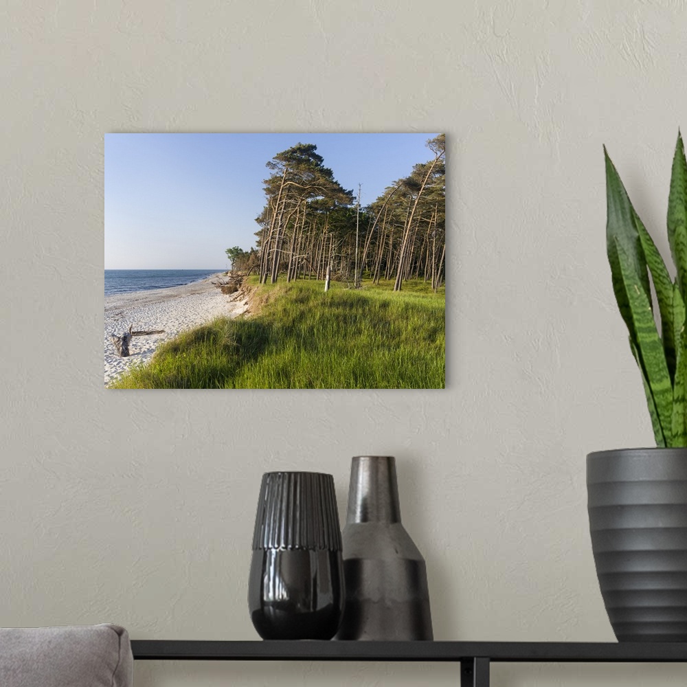 A modern room featuring Coastal forest at the Weststrand (western beach) on the Darss Peninsula. Western Pomerania Lagoon...