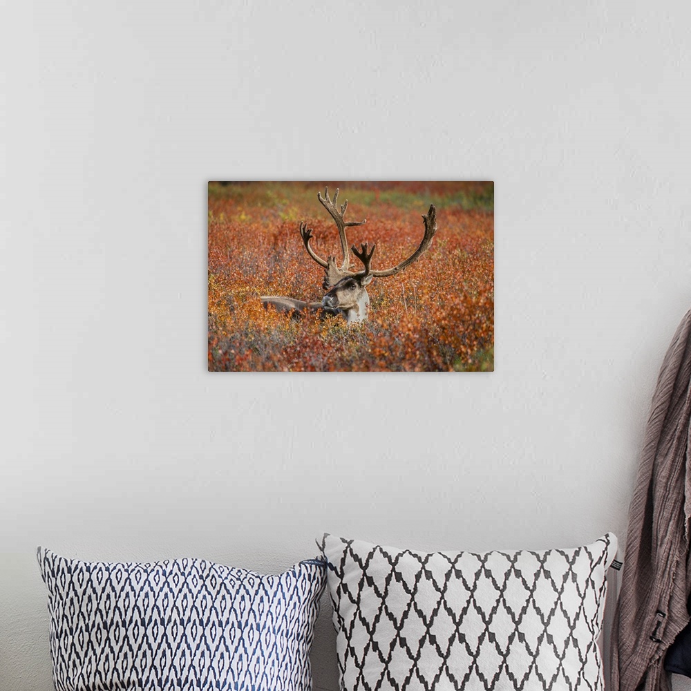 A bohemian room featuring Large male caribou in red fall tundra, eye to eye with photographer, Denali national park, Alaska.