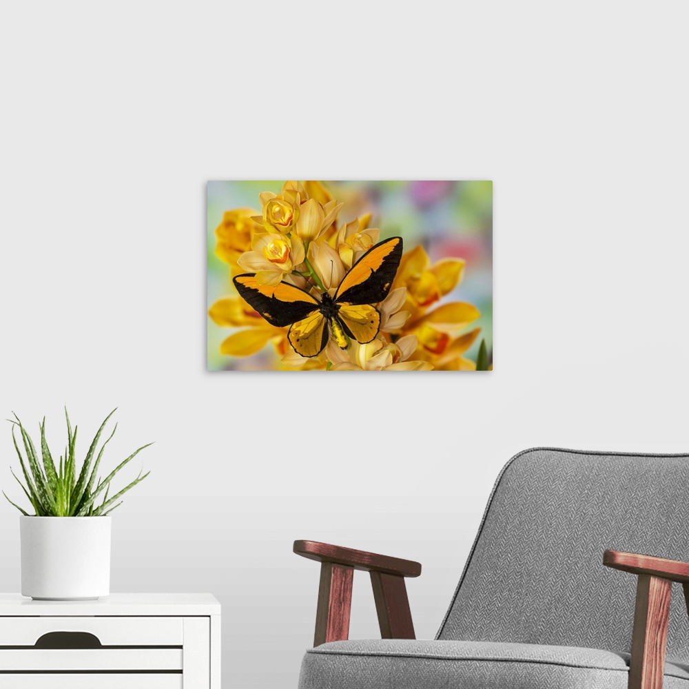 A modern room featuring Large orange birdwing, Ornithoptera croesus, butterfly on large golden cymbidium orchid