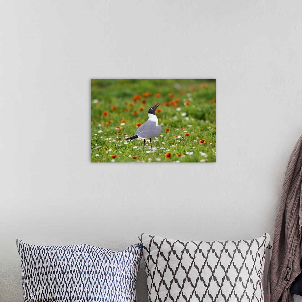 A bohemian room featuring Laughing Gull (Larus atricilla) breeding activity