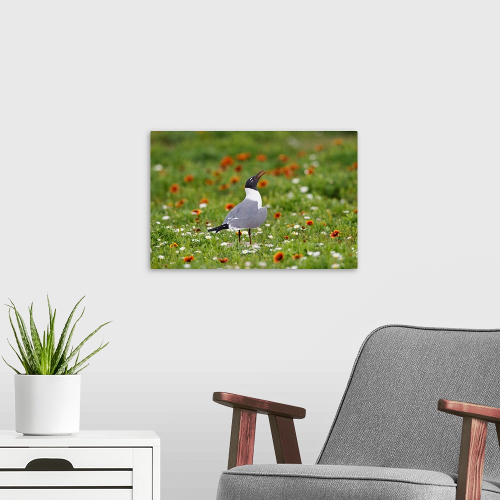 A modern room featuring Laughing Gull (Larus atricilla) breeding activity