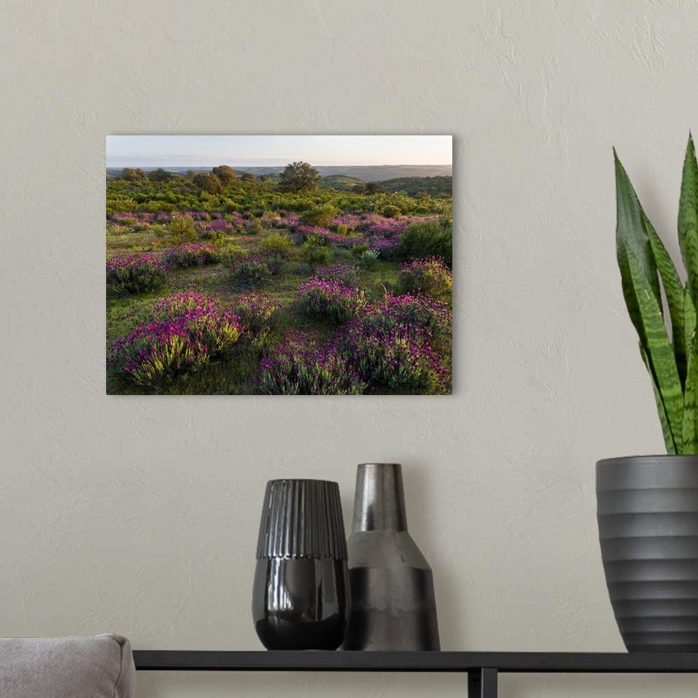 A modern room featuring Landscape with Spanish lavender (Lavandula stoechas, French lavender, topped lavender) near Merto...