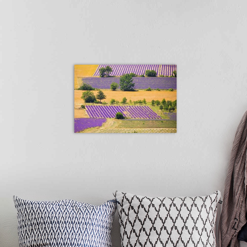 A bohemian room featuring France, Provence, Sault Plateau. Overview of lavender crop patterns and wheat fields. Credit: Jim...