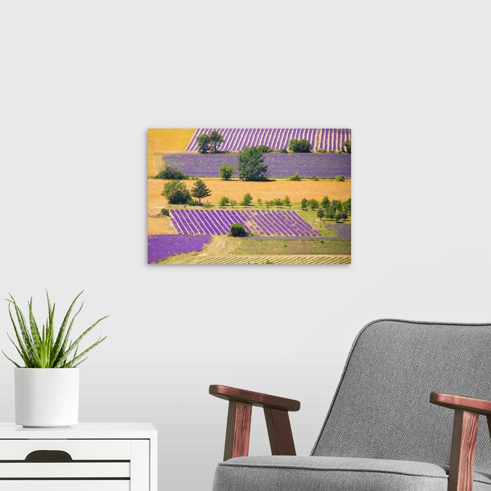 A modern room featuring France, Provence, Sault Plateau. Overview of lavender crop patterns and wheat fields. Credit: Jim...