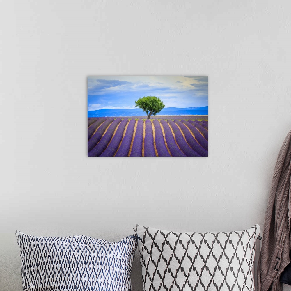 A bohemian room featuring Europe, France, Provence, Valensole Plateau. Field of lavender and tree. Credit: Jim Nilsen