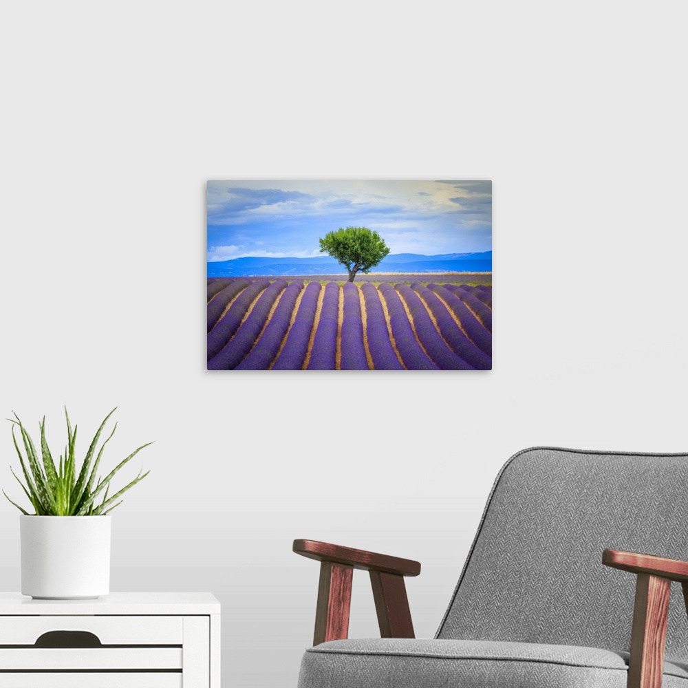 A modern room featuring Europe, France, Provence, Valensole Plateau. Field of lavender and tree. Credit: Jim Nilsen