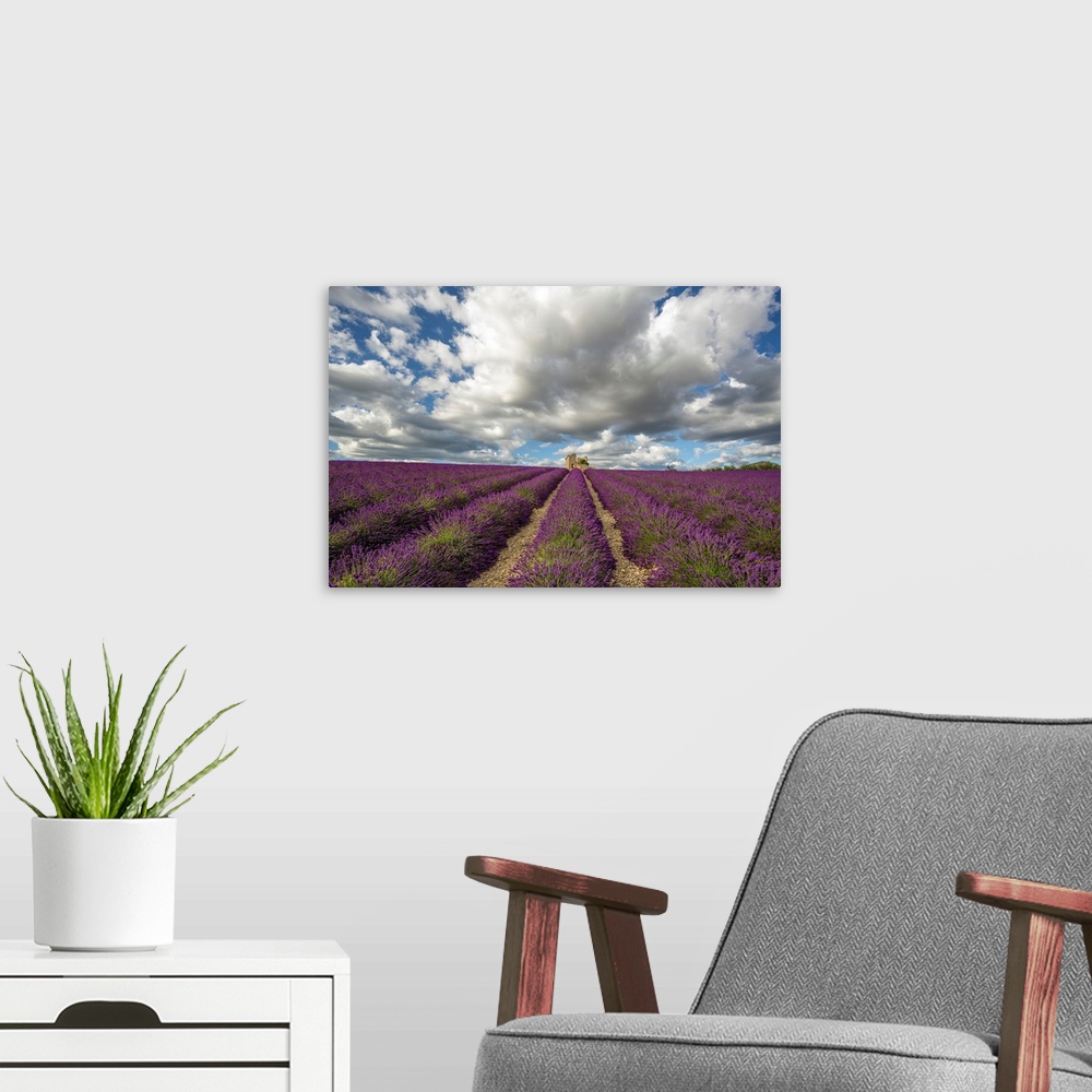 A modern room featuring France, Provence, Valensole Plateau. Lavender rows and stone building ruin. Credit: Jim Nilsen