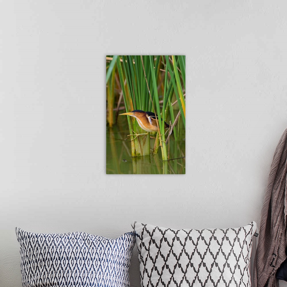 A bohemian room featuring Least Bittern (Ixobrychus exilis) hunting