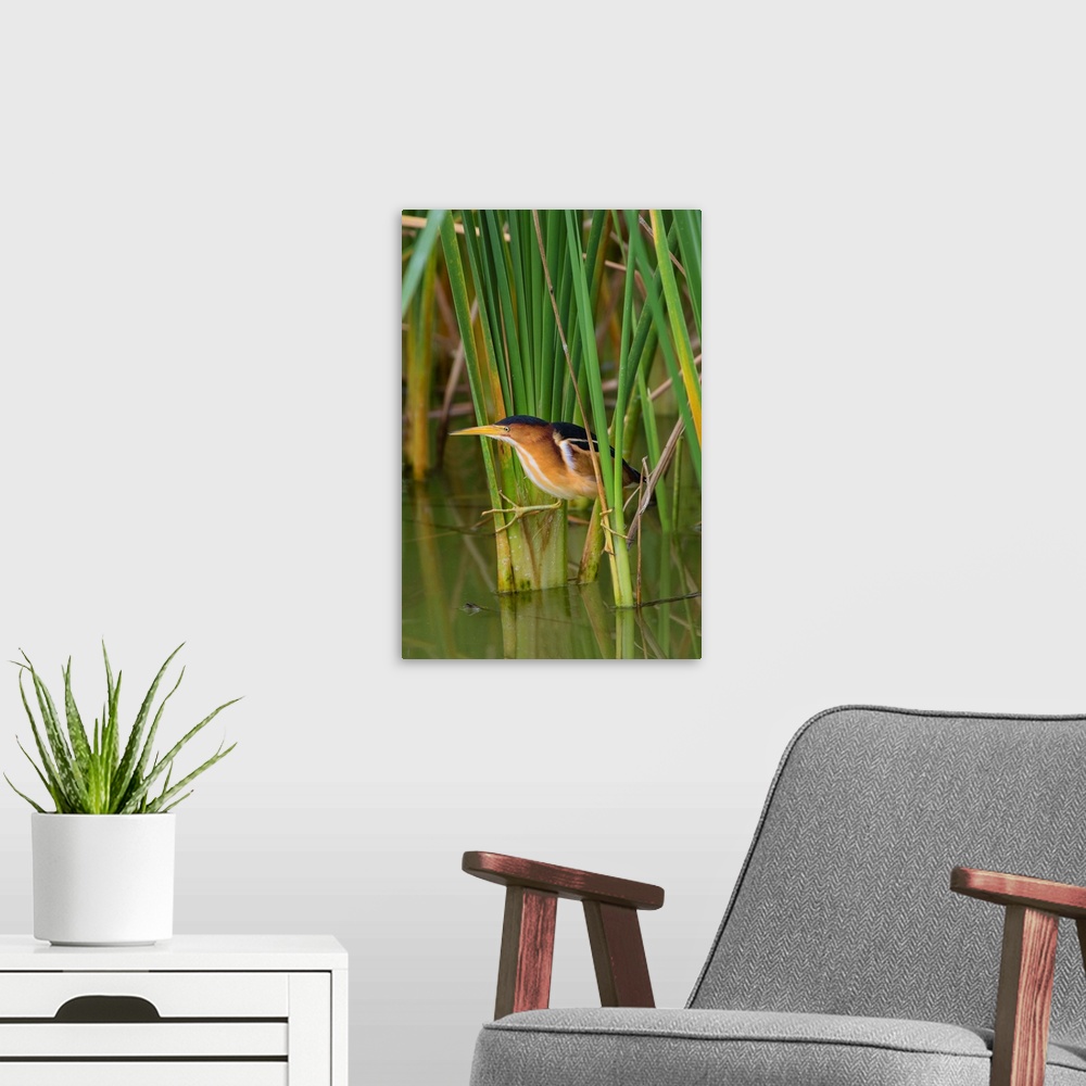A modern room featuring Least Bittern (Ixobrychus exilis) hunting