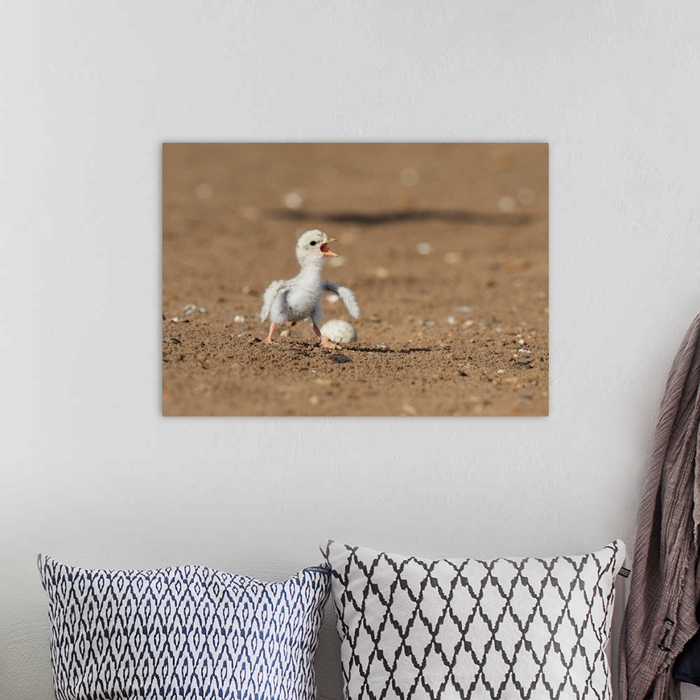 A bohemian room featuring Least Tern (Sterna antillarum), young tern calling, Port Isabel, Laguna Madre, South Padre Island...