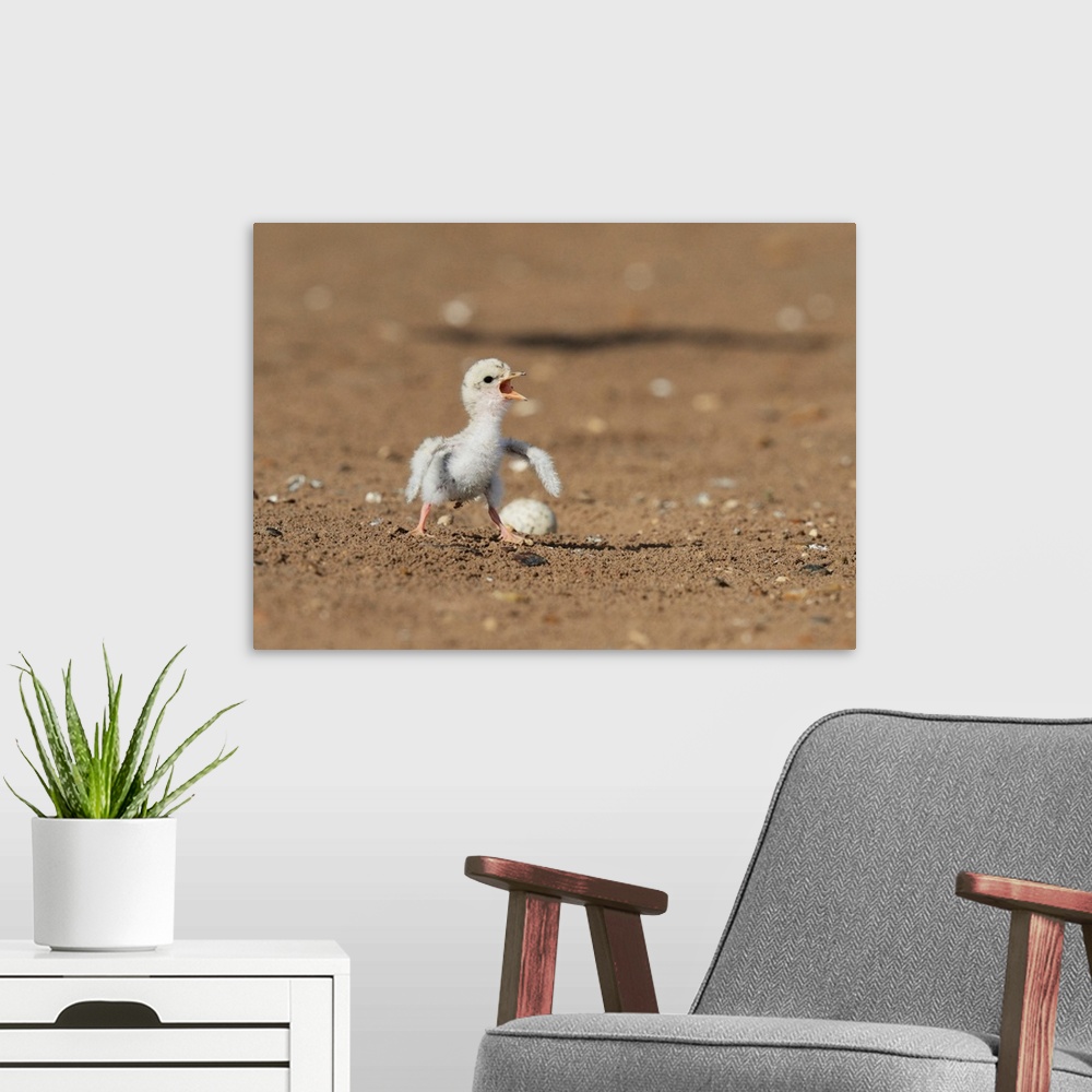 A modern room featuring Least Tern (Sterna antillarum), young tern calling, Port Isabel, Laguna Madre, South Padre Island...