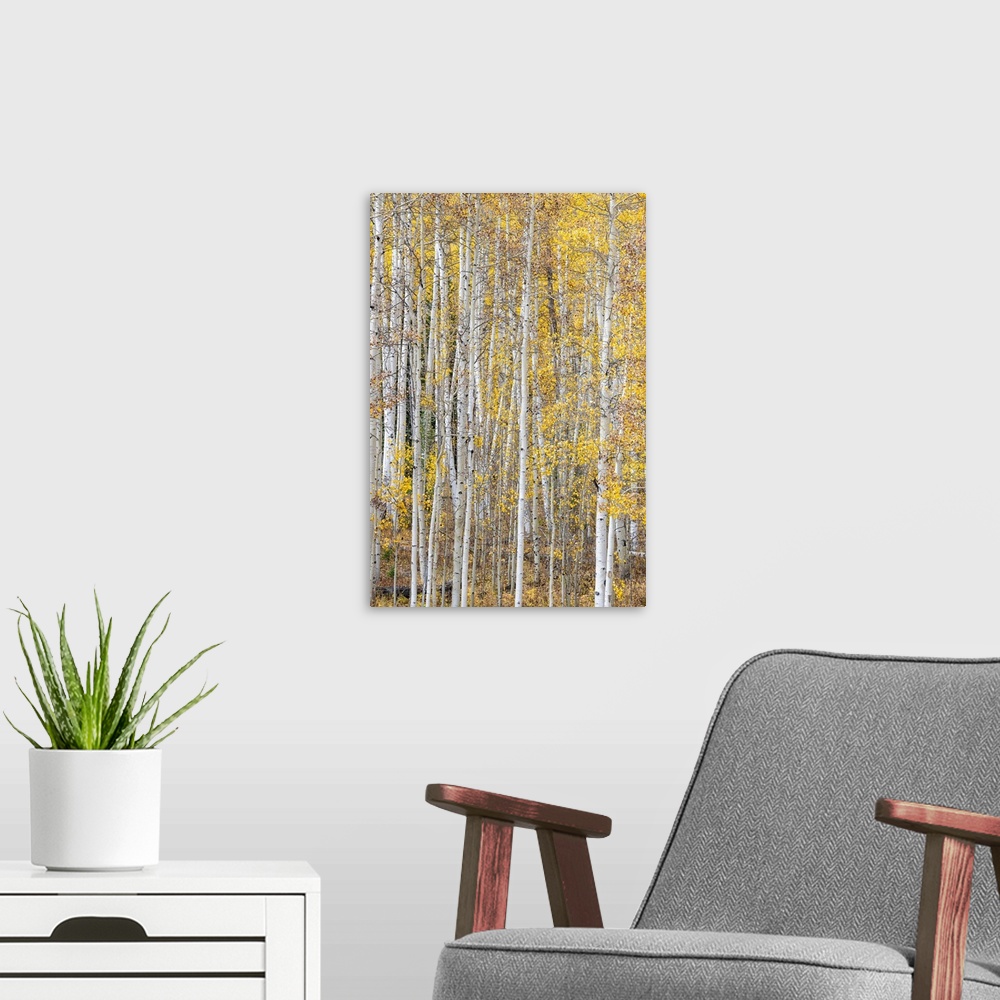 A modern room featuring Leaves and tree trunks create an aspen wall of texture, Colorado, USA.