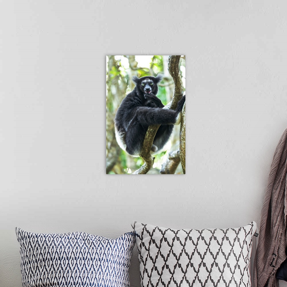 A bohemian room featuring Africa, Madagascar, Lake Ampitabe, Akanin'ny nofy Reserve. Indri, the largest lemur sitting on a ...