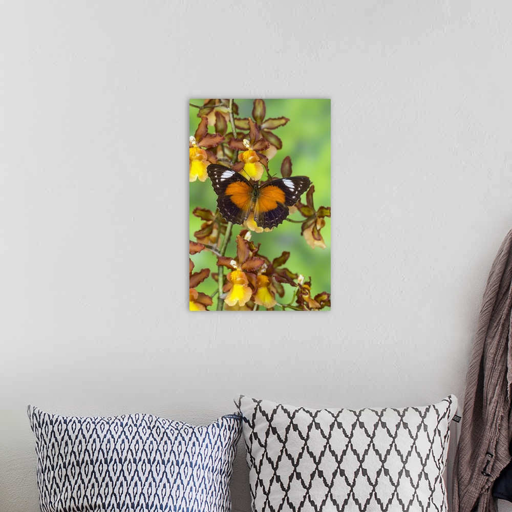 A bohemian room featuring Leopard Lacewing Butterfly, Cethosia cyane.