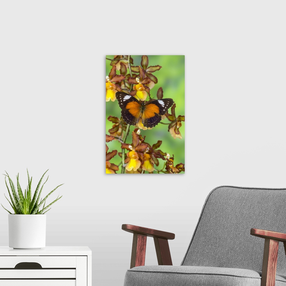 A modern room featuring Leopard Lacewing Butterfly, Cethosia cyane.