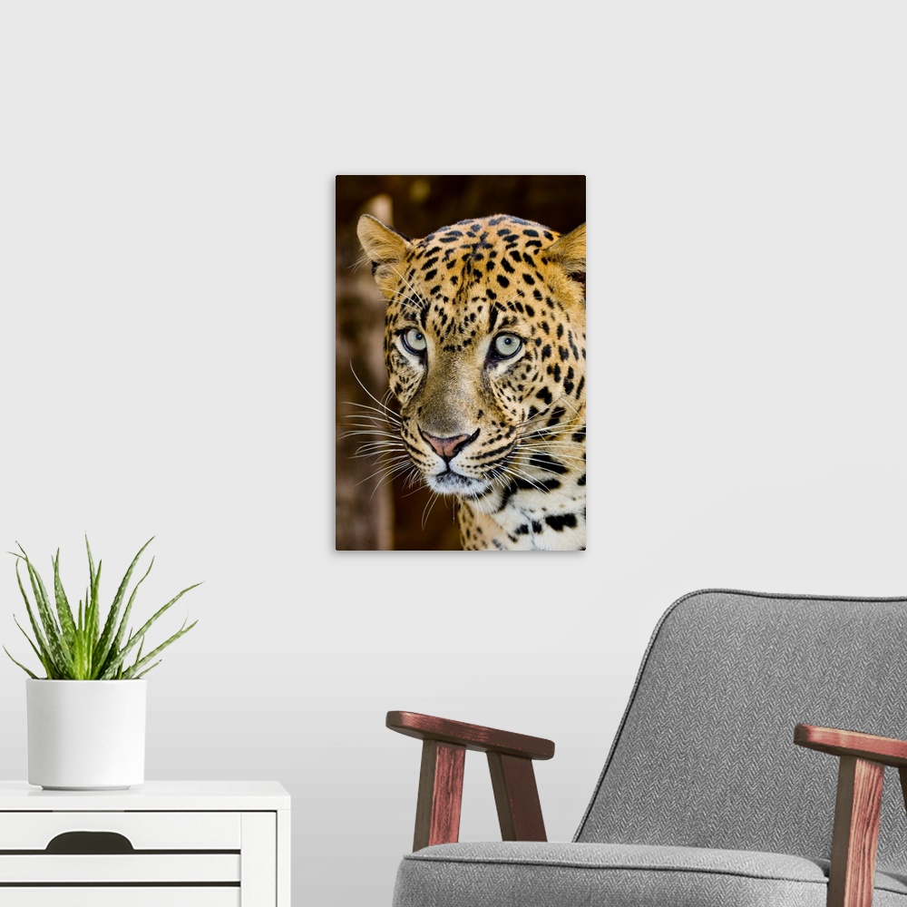 A modern room featuring The leopard (Panthera pardus) is an Old World mammal of the Felidae family and the smallest of th...