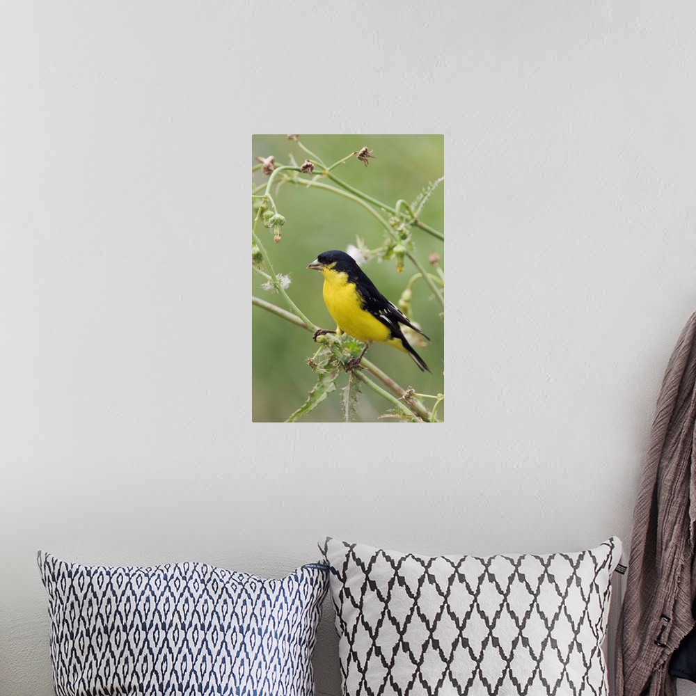 A bohemian room featuring Lesser Goldfinch, Carduelis psaltria, black-backed male eating seeds of Spiny Sow-Thistle (Sonchu...