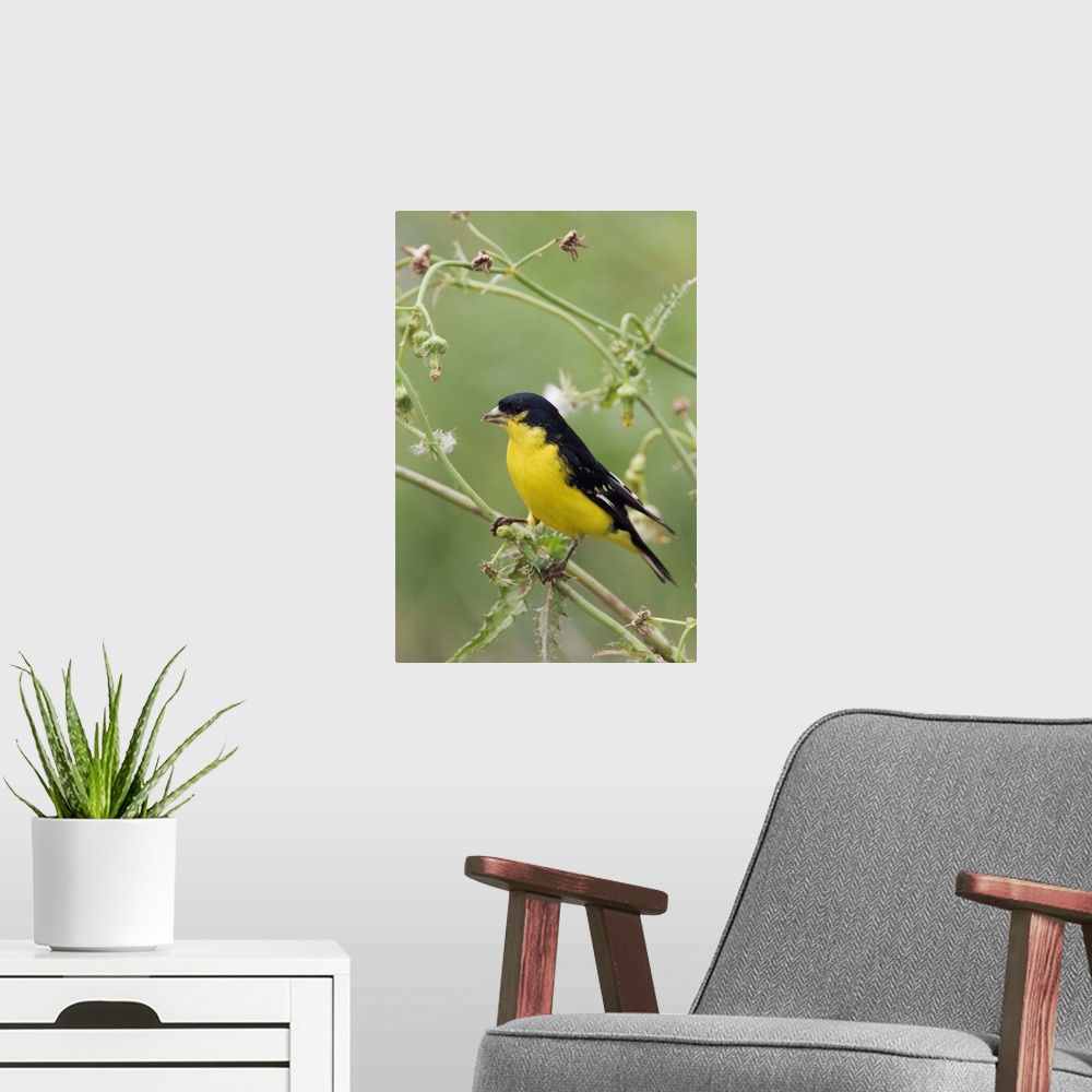 A modern room featuring Lesser Goldfinch, Carduelis psaltria, black-backed male eating seeds of Spiny Sow-Thistle (Sonchu...