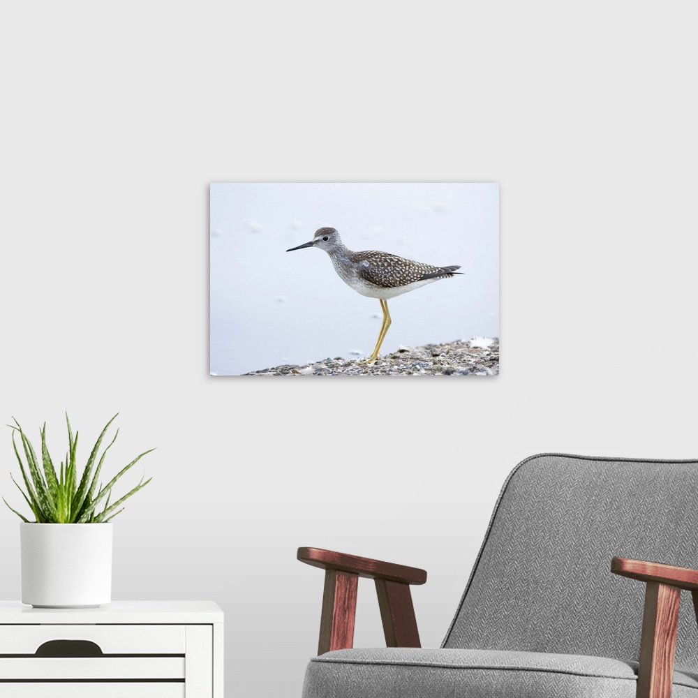 A modern room featuring Lesser yellowlegs, Tringa flavipes, Stanley Park, British Columbia