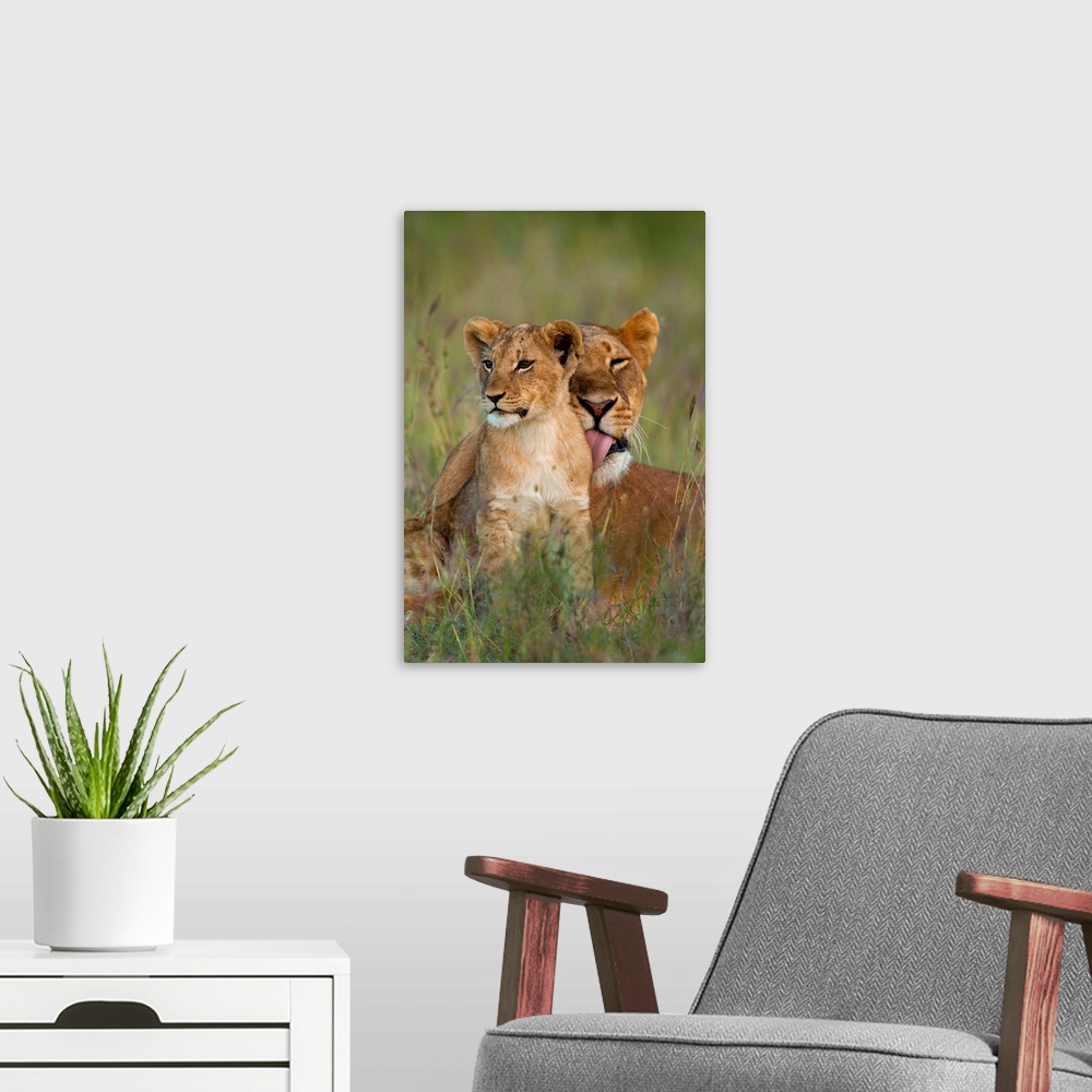 A modern room featuring Lioness licking cub clean at dusk, Ol Pejeta Conservancy, Kenya.