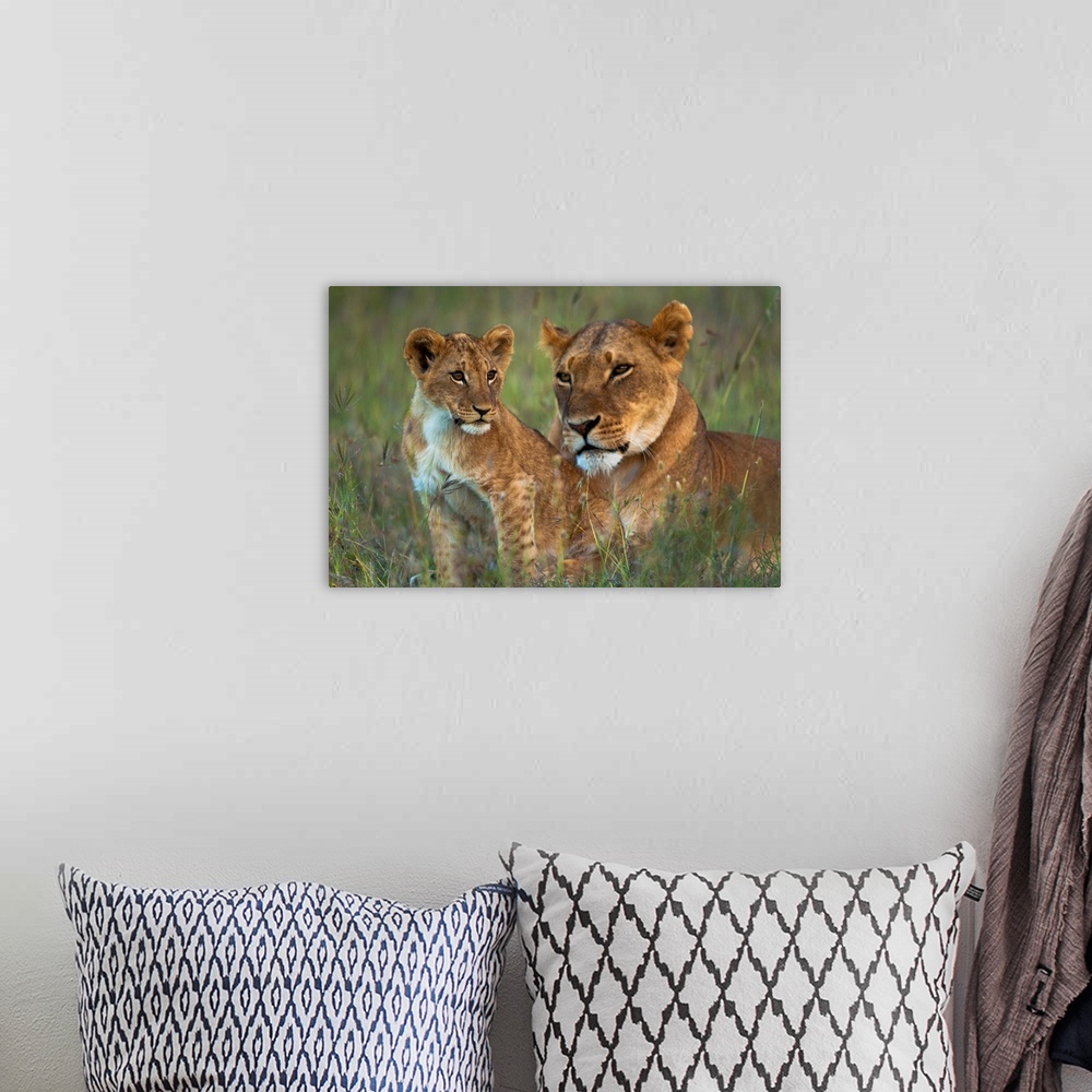 A bohemian room featuring Lioness with cub at dusk, Ol Pejeta Conservancy, Kenya.